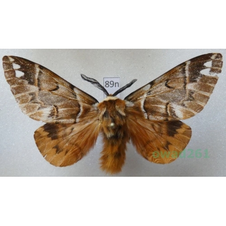 Endromis versicolora (Linnaeus, 1758) male Poland89n